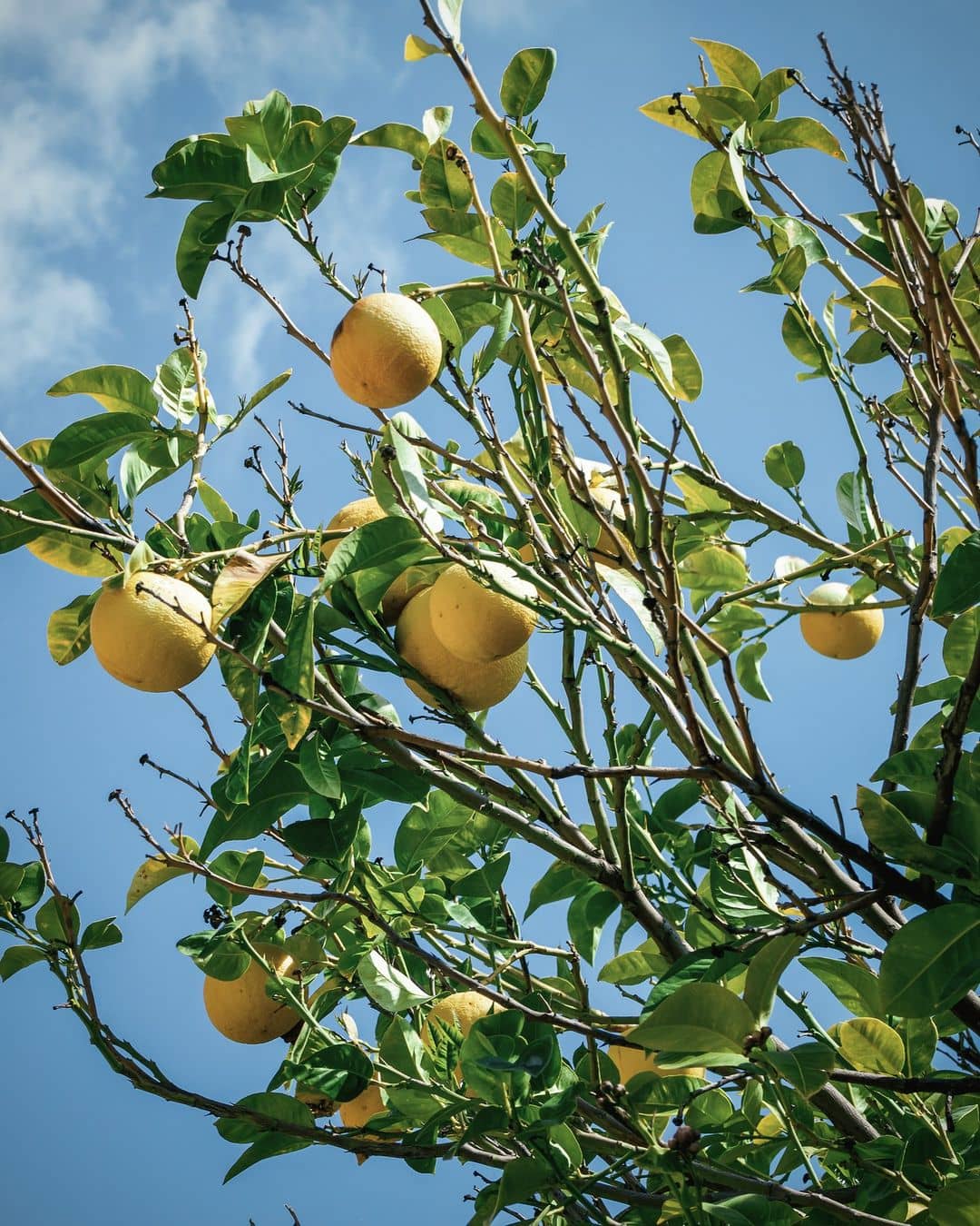 Citrus Paradisi Peel Oil Grapefruit oil INCIGuide